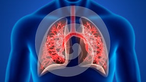 Human Internal Organs Respiratory System Lungs Anatomy