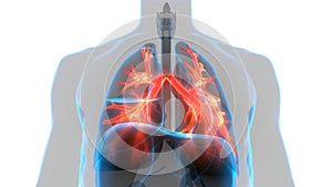 Člověk vnitřní orgány respirační systém plíce 