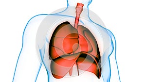 Člověk vnitřní orgány respirační systém plíce membrána 