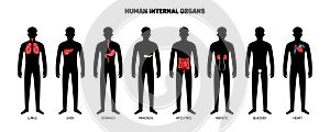 Human Internal Organs Set