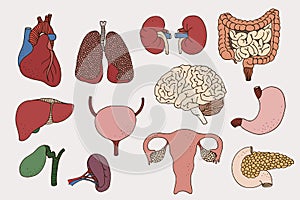 Human internal organs set