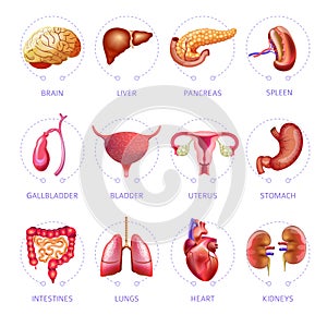 Human body internal organs medical vector flat isolated anatomy icons set