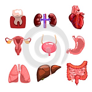 Human internal organs sett, tooth, heart, bladder, kidneys, lungs, liver, intestines, stomach, reproductive system