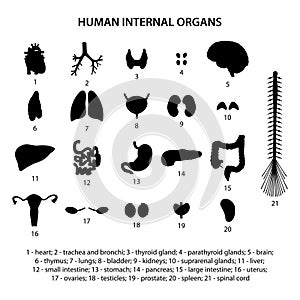 Black silhouettes human internal organs (heart, brain and etc.). Icon set. photo