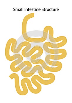 Human internal organs: small intestine structure - Ileum,  Jejunum, Duodenum . Illustration. Flat design