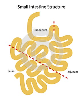 Human internal organs: small intestine structure - Ileum,  Jejunum, Duodenum . Illustration. Flat design