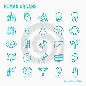 Human internal organs thin line icons set