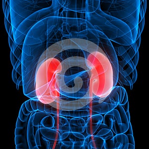 Human Internal Organs Urinary System Kidneys Anatomy X-ray 3D rendering