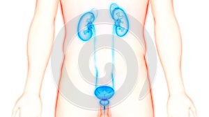 Human Internal Organs Urinary System Kidneys with Bladder Anatomy