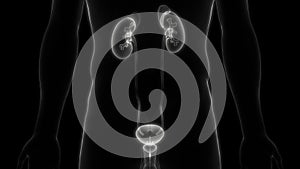 Human Internal Organs Urinary System Kidneys with Bladder Anatomy