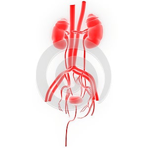 Human Internal Organs Urinary System Kidneys with Bladder Anatomy