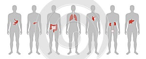 Human internal organs vector