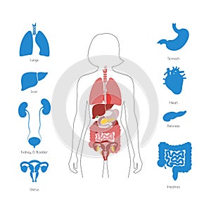 Human internal organs vector