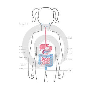 Human internal organs vector