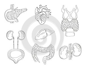 Human internal organs vector in doodle style. Pancreas, heart, intestine, thyroid are isolated on white background in