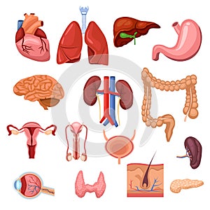 Human internal organs. Vector flat anatomy symbols illustration. Isolated icons set