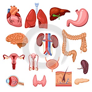 Human internal organs. Vector flat anatomy symbols illustration. Isolated icons set photo