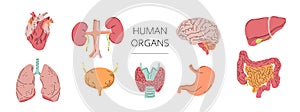 Human Internal Organs Vector Set