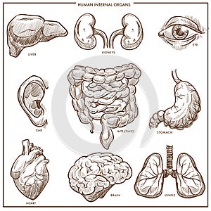 Human internal organs vector sketch