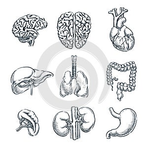 Human internal organs. Vector sketch isolated illustration. Hand drawn doodle anatomy symbols set