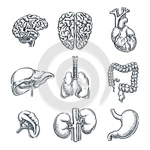 Human internal organs. Vector sketch isolated illustration. Hand drawn doodle anatomy symbols set photo
