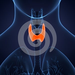 Human Internal System Body Glands Thyroid Gland Anatomy