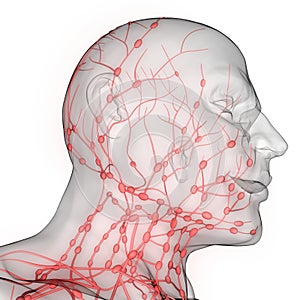 Human Internal system Lymph Nodes Anatomy