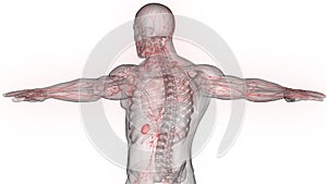 Human Internal system Lymph Nodes Anatomy