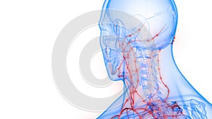 Human Internal system Lymph Nodes Anatomy
