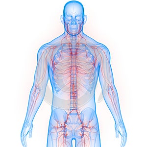 Human Internal system Lymph Nodes Anatomy
