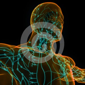 Human Internal system Lymph Nodes Anatomy