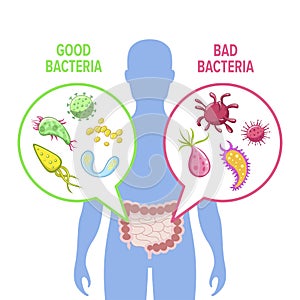 Human intestinal flora vector illustration isolated from background photo