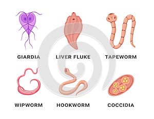 Human intestinal parasites set infographic scheme names vector flat medical internal infection