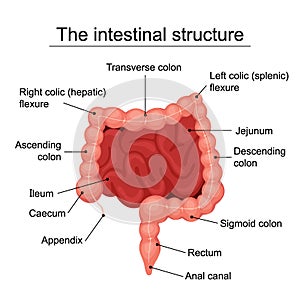 The human intestinal structure medical diagram, structure of the digestive organs, digestive system - flat vector