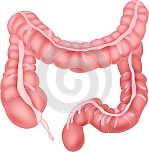 Human intestine anatomy