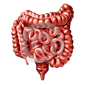 Human Intestine Illustration