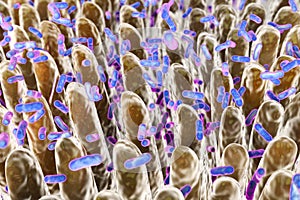 Human intestine with intestinal bacteria