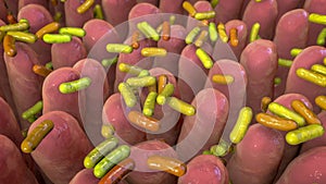 Human intestine with intestinal bacteria