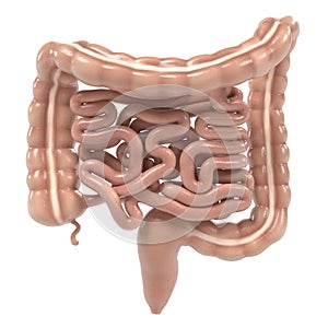 Human intestines