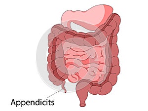 Human intestines anatomy . Abdominal cavity digestive and excretion internal organ. Small and colon intestine with photo