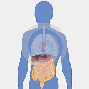 Human intestines, detailed medical illustration