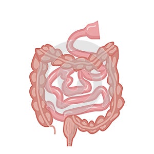 Human intestines, digestive system. Internal organs structure, vector illustration