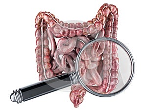 Human intestines with magnifying glass. Research and diagnosis of bowel concept, 3D rendering