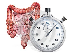 Human intestines with stopwatch. First aid and treatment of bowel concept, 3D rendering