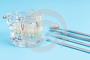 Human jaw or Acrylic dentures model with implants and dental tools