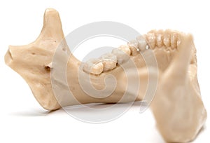 Human jaw on a white background