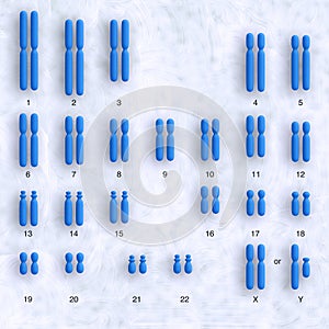 Human karyotype