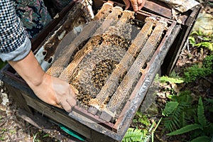 Human kept beehive closeup with man hands. Collecting honey from bee nest