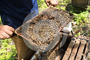 Human kept beehive closeup with man hands. Collecting honey from bee nest