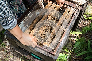 Human kept beehive closeup with man hands. Collecting honey from bee nest